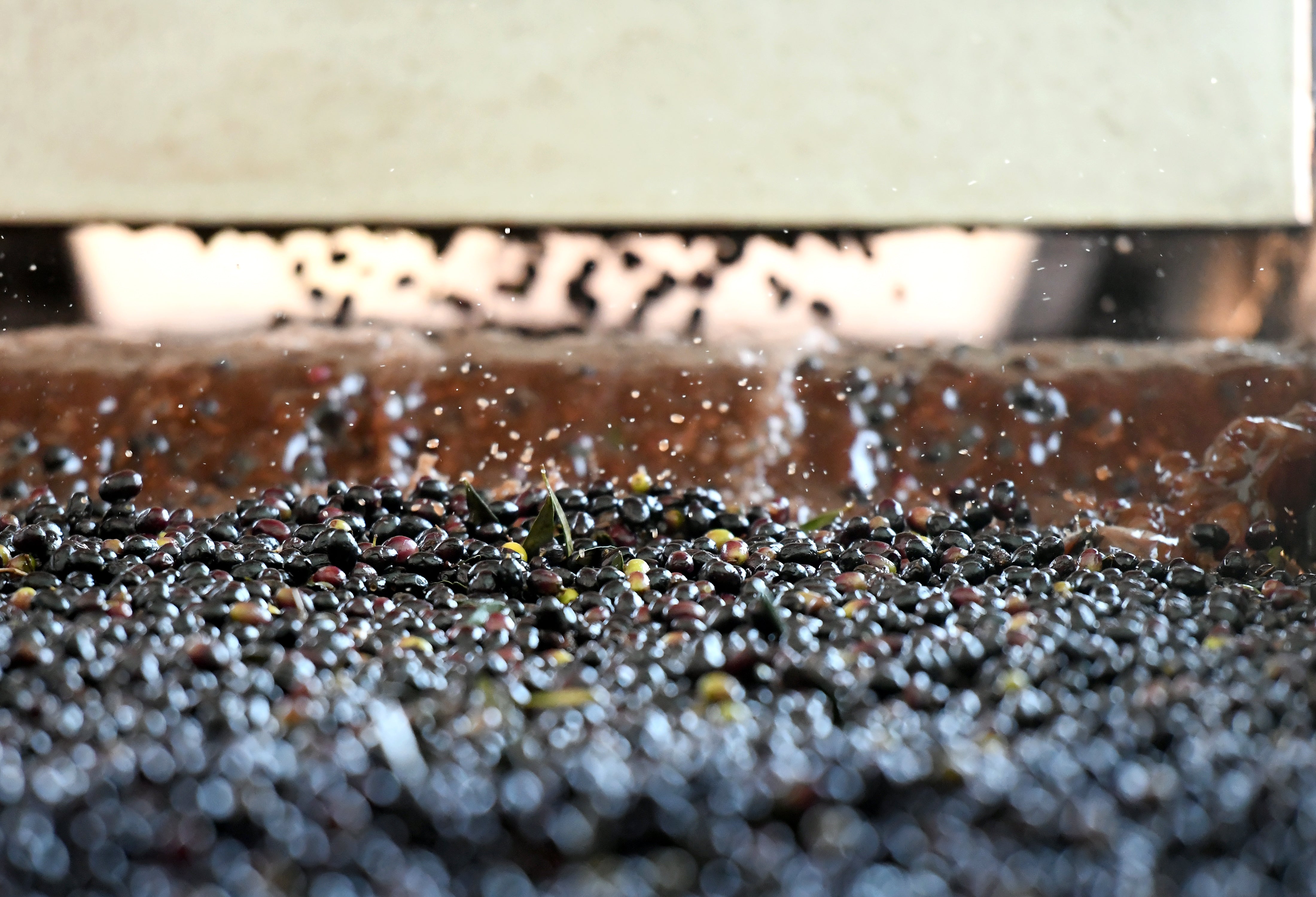 The Soul of Our Oil: Exploring Tunisian Terroir